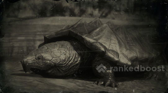 Red Dead Redemption 2 Turtle